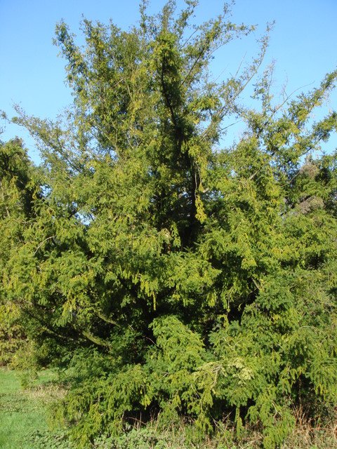 Torreya grandis